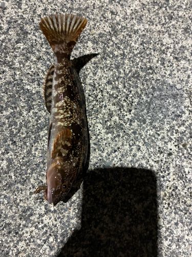 アイナメの釣果