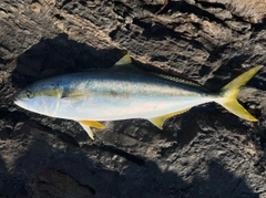 ヒラマサの釣果