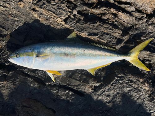 ヒラマサの釣果