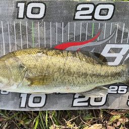 ラージマウスバス