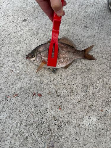 ウミタナゴの釣果