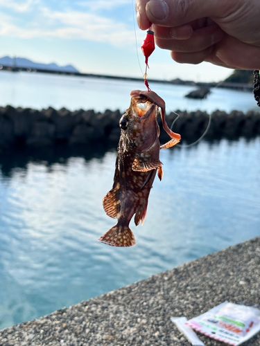 カサゴの釣果