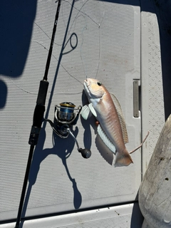 シロアマダイの釣果
