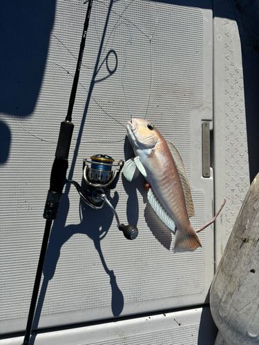 シロアマダイの釣果