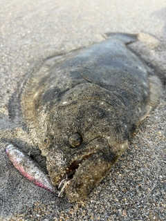 ヒラメの釣果