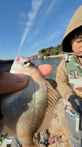 チャリコの釣果