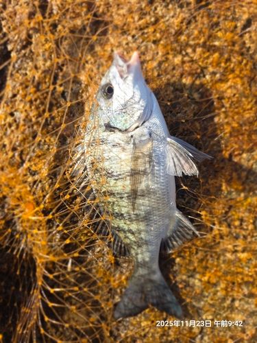 チヌの釣果