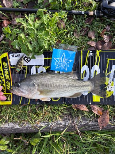 ブラックバスの釣果