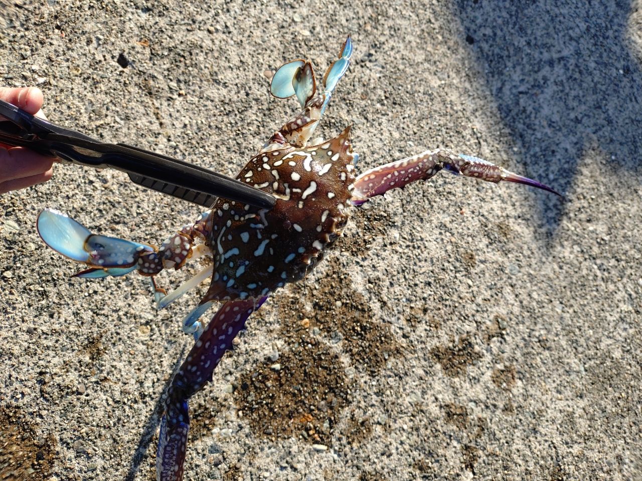 タイワンガザミ