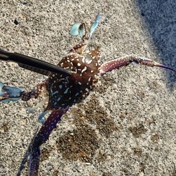 タイワンガザミ