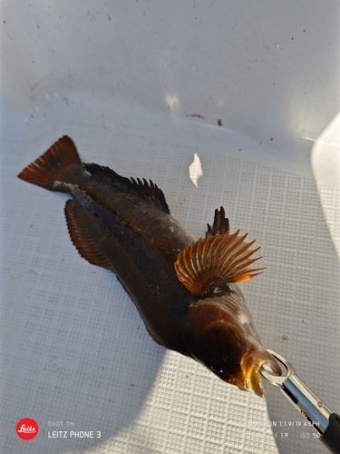 アイナメの釣果