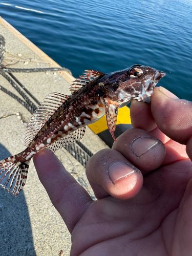 アサヒアナハゼの釣果