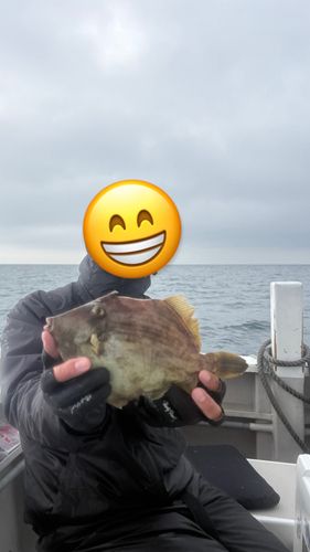 カワハギの釣果