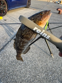 アイナメの釣果