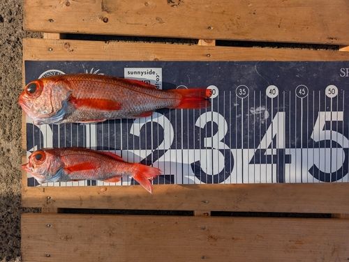 アカムツの釣果