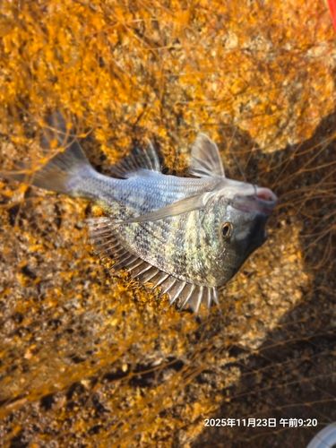 チヌの釣果
