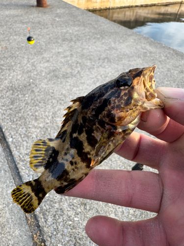 タケノコメバルの釣果