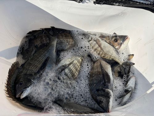 チヌの釣果
