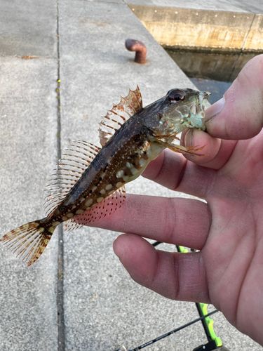 アサヒアナハゼの釣果
