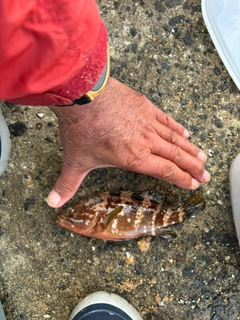 キジハタの釣果