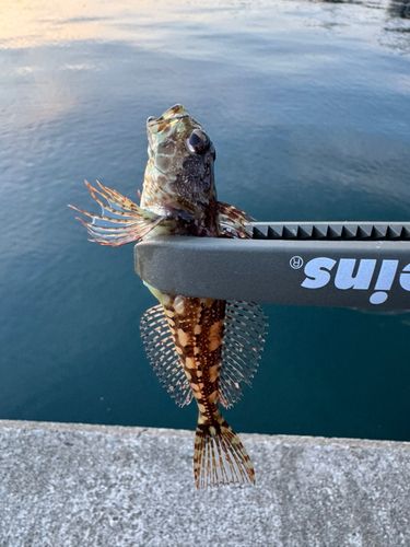 アサヒアナハゼの釣果