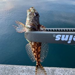 アサヒアナハゼ