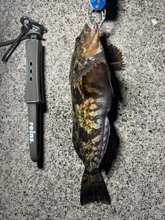 アイナメの釣果