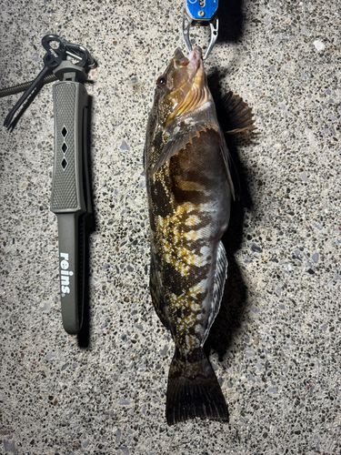 アイナメの釣果