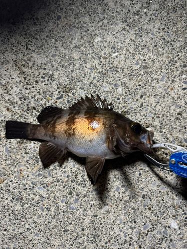 メバルの釣果