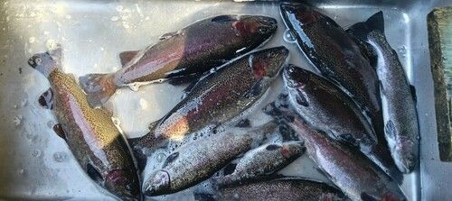 ホウライマスの釣果