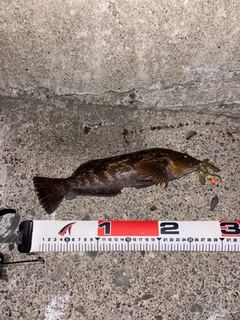 アブラコの釣果