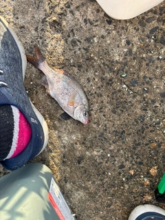 ウミタナゴの釣果