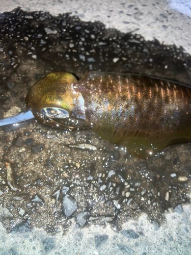ミズイカの釣果