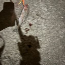 セイゴ（タイリクスズキ）