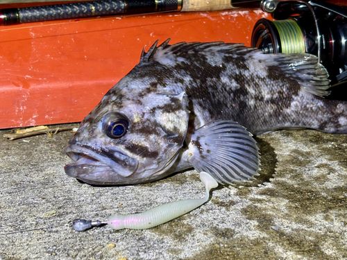クロソイの釣果