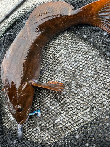 アイナメの釣果
