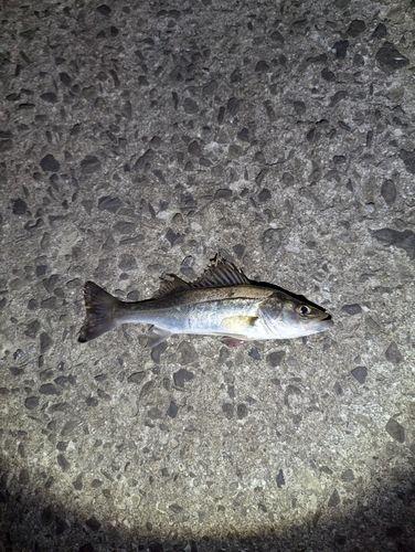 セイゴ（マルスズキ）の釣果