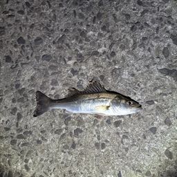 セイゴ（マルスズキ）