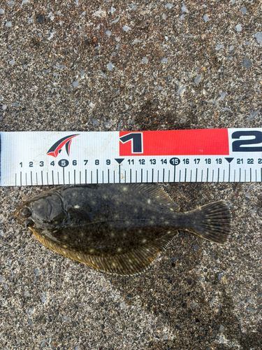 イシガレイの釣果