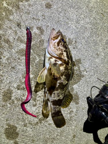 ベッコウゾイの釣果