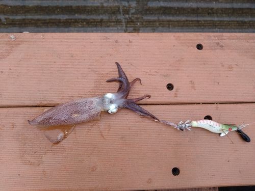 ヒイカの釣果