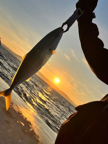 ヤズの釣果