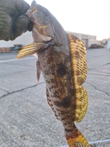 アイナメの釣果