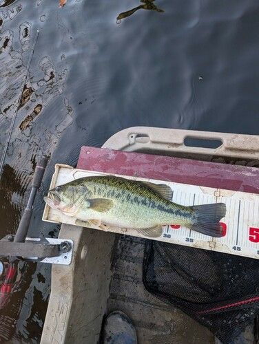 ブラックバスの釣果