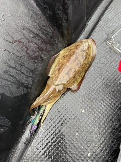モンゴウイカの釣果