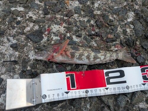 アイナメの釣果