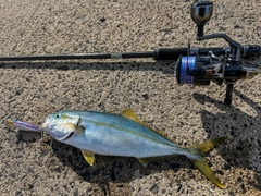 コゾクラの釣果