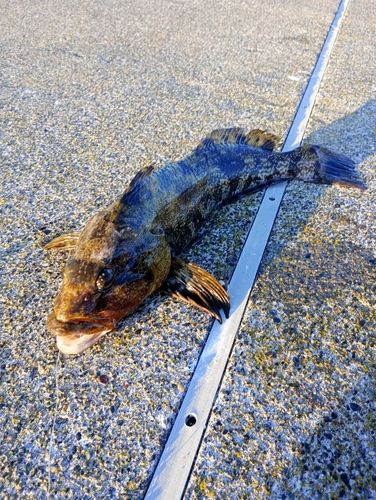 アイナメの釣果