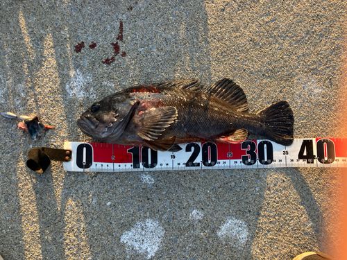 クロソイの釣果