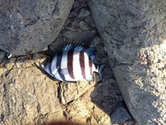 サンバソウの釣果